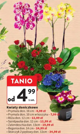 Kwiaty doniczkowe