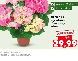 Hortensja ogrodowa różne kolory