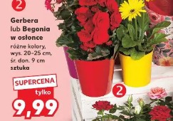 Gerbera lub Begonia w osłonce