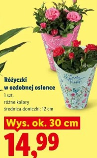 Różyczki w ozdobnej osłonce