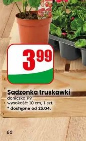 Sadzonka truskawki