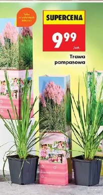 Trawa pampasowa
