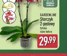 Gardenline Storczyk 2-pędowy