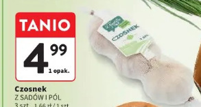 Czosnek Z SADÓW I PÓL