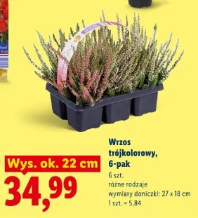 Wrzos trójkolorowy, 6-pak