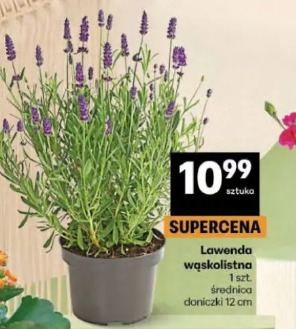Lawenda wąskolistna