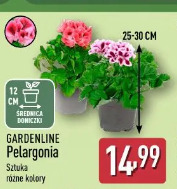 Gardenline Pelargonia