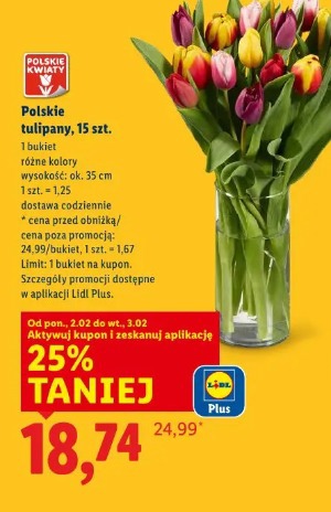 Polskie tulipany, 15 szt.