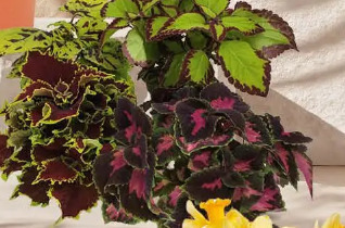 Coleus