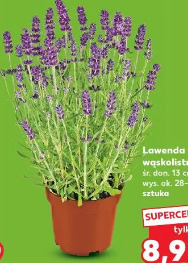 Lawenda wąskolistna