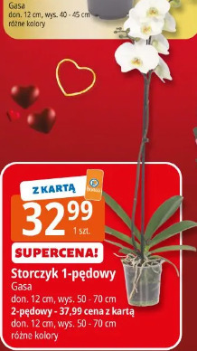 Storczyk 1-pędowy Gasa