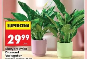 Skrzydłokwiat Diamond Variegata