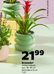 Bromelia