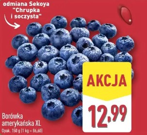 Borówka amerykańska XL