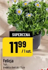 Felicia