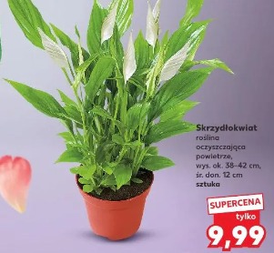 Skrzydłokwiat roślina oczyszczająca powietrze