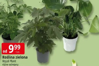 Roślina zielona Royal Plant