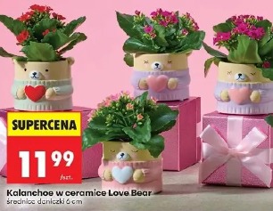 Kalanchoe w ceramice Love Bear