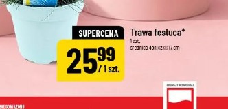 Trawa festuca