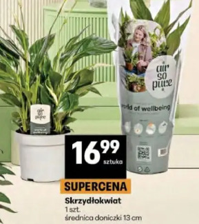 Skrzydłokwiat