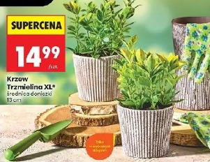 Krzew Trzmielina XL