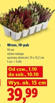 Wrzos, 10-pak