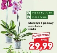 Storczyk 1-pędowy różne kolory