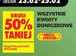 Wszystkie kwiaty doniczkowe