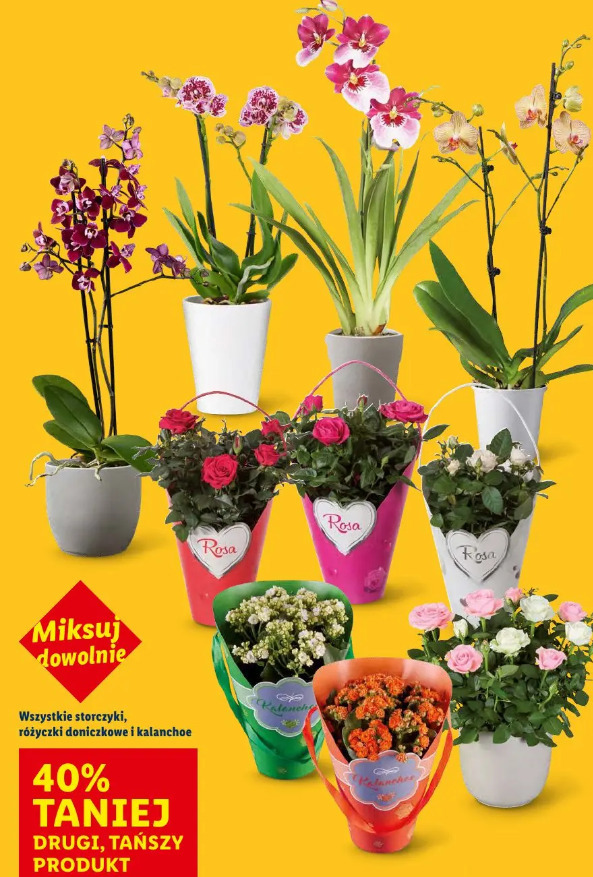 Storczyki, różyczki doniczkowe i kalanchoe
