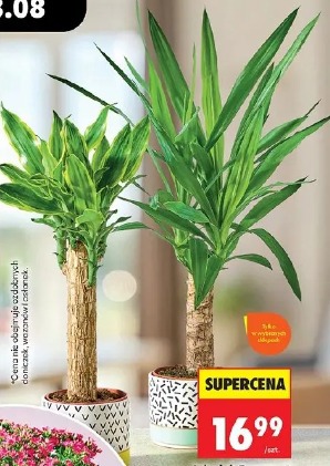 Juka lub Dracena