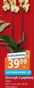 Storczyk 2-pędowy Gasa