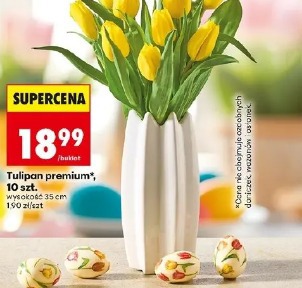 Tulipan premium, 10 szt.