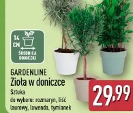 Gardenline Zioła w doniczce