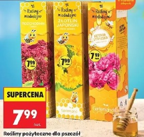 Rośliny pożyteczne dla pszczół