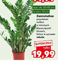 Zamiokulkas popularna roślina o zielonych błyszczących liściach, łatwa w uprawie