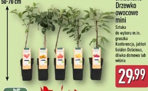 Gardenline Drzewko owocowe mini