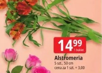 Alstroemeria