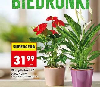 Skrzydłokwiat/Anturium