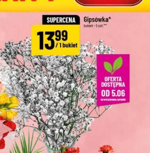 Gipsówka 