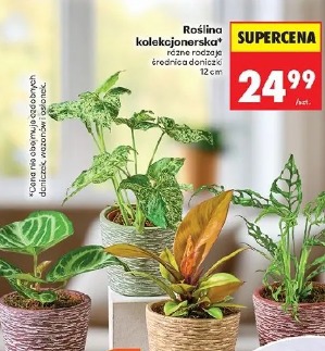 Roślina kolekcjonerska