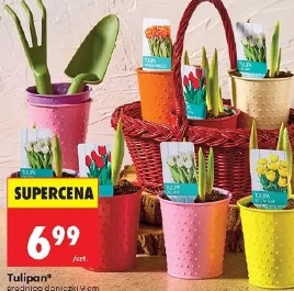 Tulipan