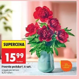 Peonia polska, 5 szt.