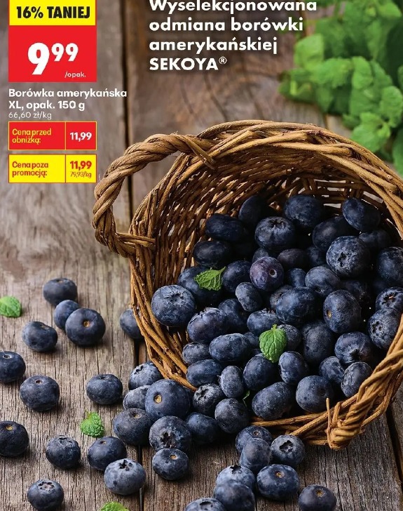 Borówka amerykańska XL SEK OYA