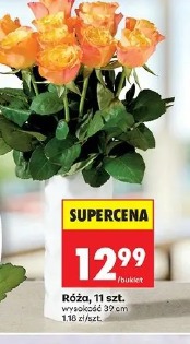 Róża
