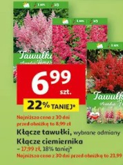 Kłącza tawułki, wybrane odmiany