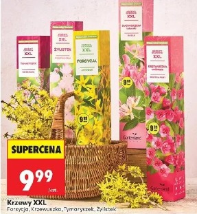 Krzewy XXL Forsycja, Krzewuszka, Tymaryszek, Żylistok