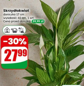 Skrzydłokwiat
