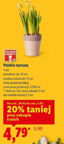 Polskie narcyzy