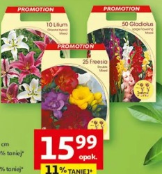 Lilie, dalie, tawułki 3-10 szt., duże opakowanie, wybrane rodzaje