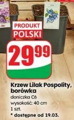 Krzew lilak pospolity, borówka